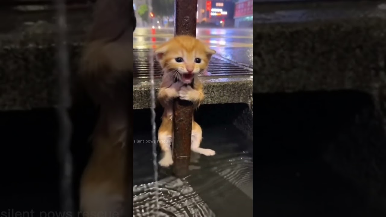 Tiny Kitten Rescued from Storm Drain in Heavy Rain | Emotional Animal Rescue😓