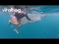 Swimming With Whale Sharks Outside Oslob || ViralHog