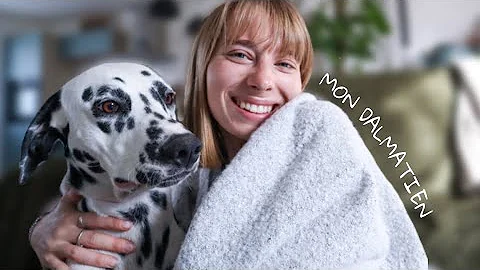 Comment s'occuper de son chien Dalmatien ?