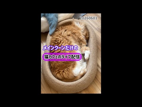 20260601 - YouTube