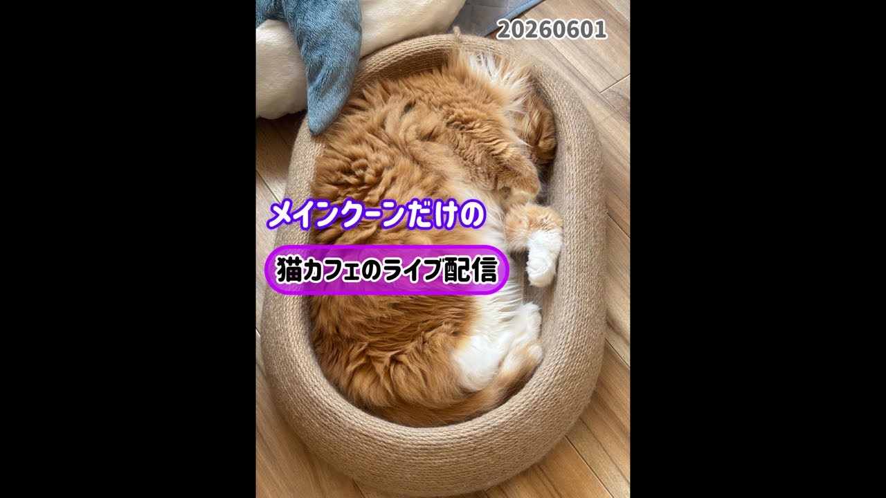 20260601 - YouTube