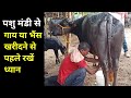 पशु मंडी से गाय भैंस खरीदते वक्त इन सावधानियों का रखें ध्यान ? Buffalo Farming / Cow | Bhains Palan