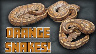 Famous ULTRAMEL CLUTCH UPDATE!! | Mixology #105 Profile