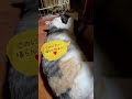 ワンコのおむつカバーの匂いが好きな猫 #Shorts @ひなこたちゅーぶ