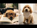 Best funny and cute golden retriever puppies 2022  funniest golden retrievers