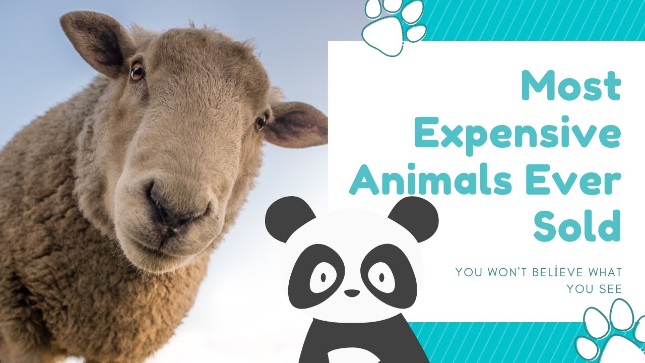 Top 10 Most Expensive Animals Ever Sold YouTube
