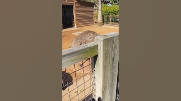 Emu at the petting zoo 2021