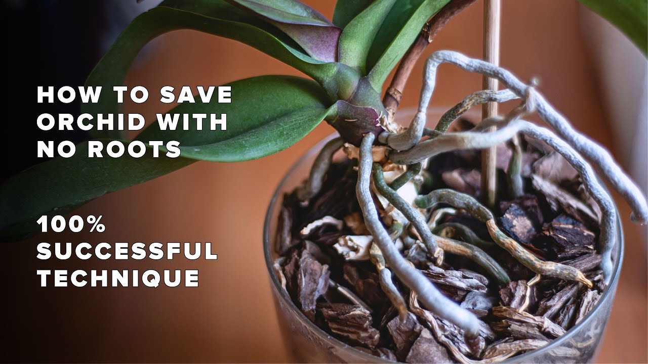 100 way to save orchid with no roots! How to regrow orchid roots