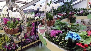 Orchid show in Beatrix pavilion - Keukenhof 2022 - 4K