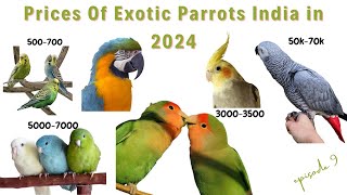 Prices Of Parrots In India In 2024 | Exotic Bird Prices | Ayush Singh