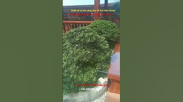 Tiểu cảnh Non bộ hồ koi sân vườn nhật bản