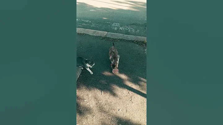 Secret to Happiness: Befriend a Stray Cat