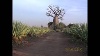 Agave sisalana à Madagascar Vidéo 225 - 2012