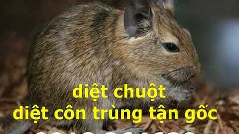 Diệt chuột tận gốc giá rẻ quận Tân Bình   / 0918 264620