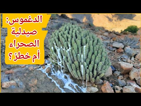 الدغموس صيدلية الصحراء أم خطر خفي