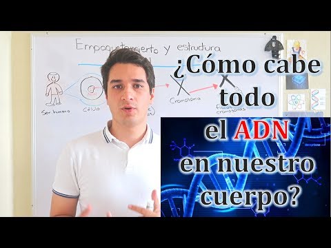 Video: ¿Cuál es el nivel terciario de la estructura del ADN?