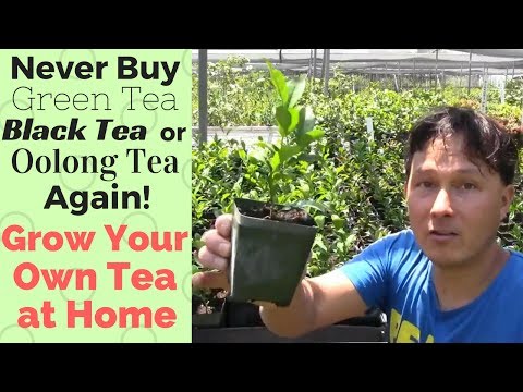 Video: Kuril Shrub Tea