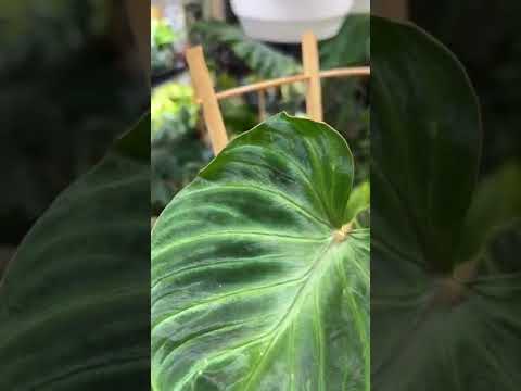 Video: Värikäs huonekasvien lehdet – lehtikasvien käyttäminen värin saamiseen