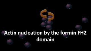 Actin nucleation by the formin FH2 domain