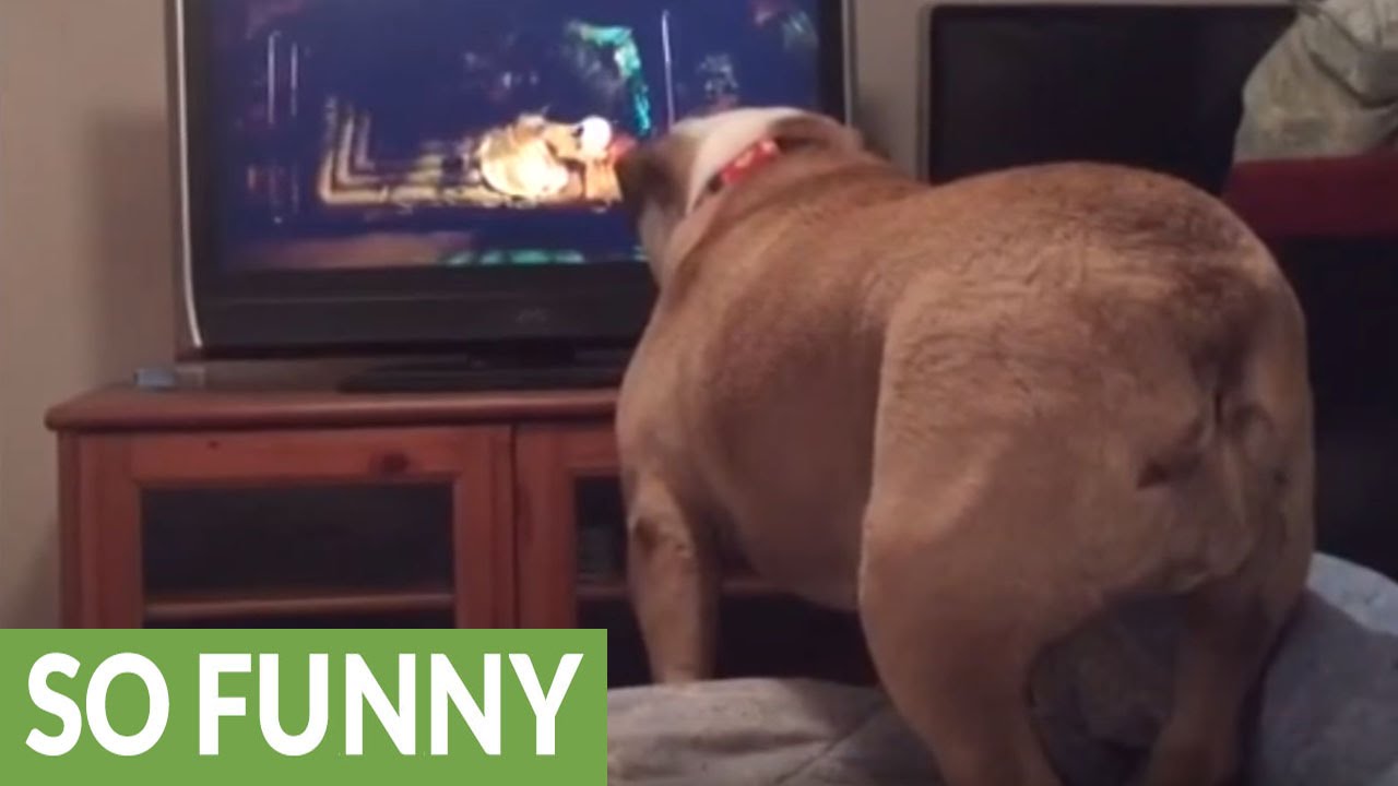 English Bulldog warns girl on TV during horror movie - YouTube