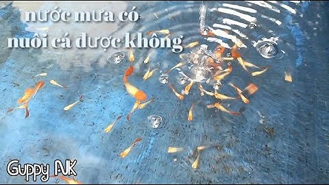 Nước mưa có nuôi cá 7 màu được không? Cách xử lí nước mưa nuôi cá 7 màu