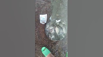 báo cá mùa nước rút hồ Trị An, #mồicâucátiềnnguyễn #fishing