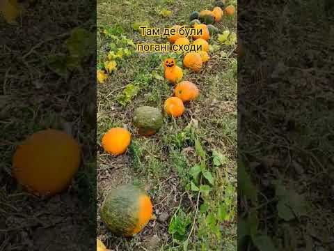 Гарбузи там де були погані сходи через засуху