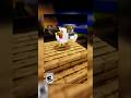 Chicken Jockey Edit Shorts Chickenjockey Chicken Jockey Edit Shorts Chickenjockey