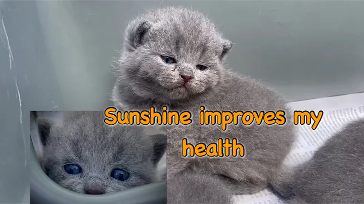 Video 10943201: british shorthair kittens, kitten sun