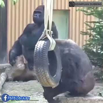 Sidimpuan dubbing Monyet Lucu PRANK Ayah