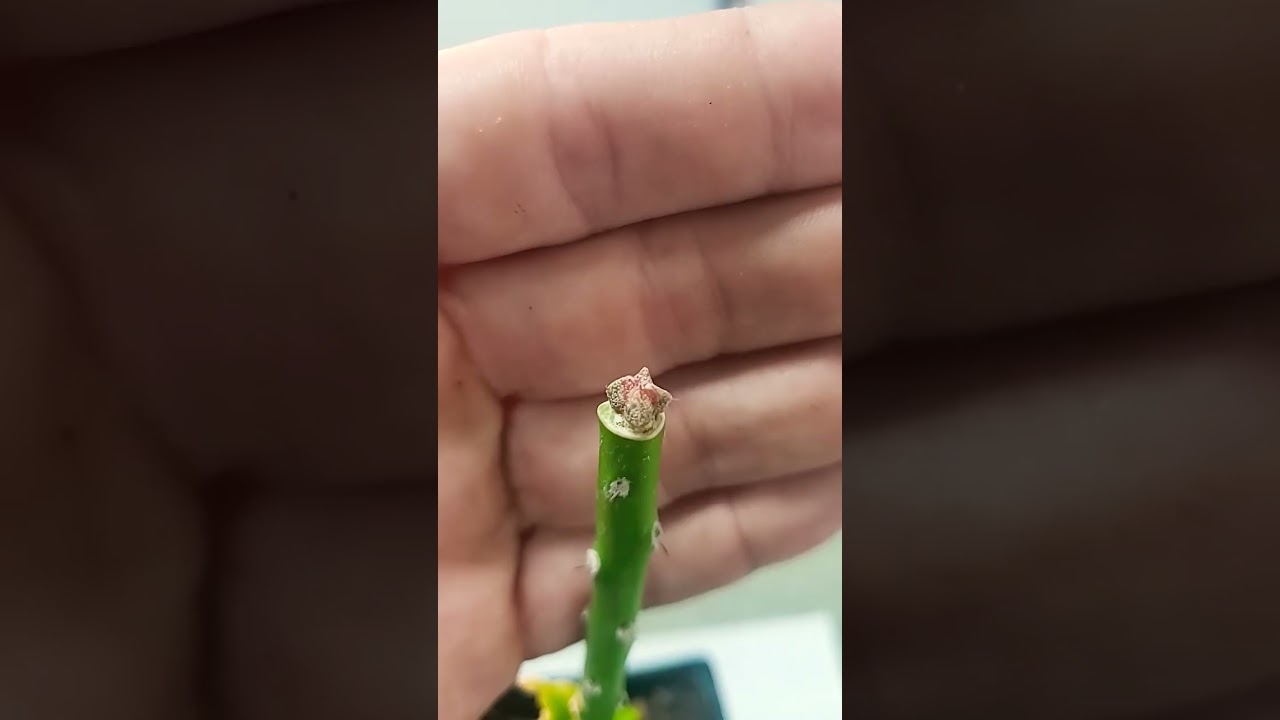 Variegated Astrophytum Cactus Graft MicroGraft 2 Weeks