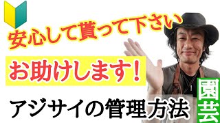 【どんどん貰ってOK!】ビッグな園芸店　店長が教える　アジサイの育て方管理の仕方を教えます！ギフトで貰う事の多い紫陽花はこの特徴を知っていれば初心者でも必ず咲かせることができます！