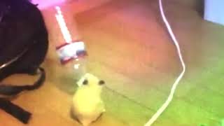 Hamster Bottle Dance Vine