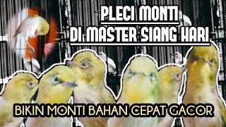 SUARA MONTI SIANG HARI