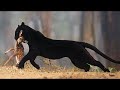 L&#39;intrépide fantôme de la forêt : voyez de quoi est capable la panthère noire !