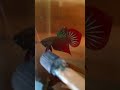 Splendens cá size sinh sản nhà mọi người #betta