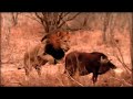 Makhulu ambush little buffalo