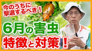 家庭菜園や農園の夏野菜栽培の6月の害虫！害虫の特徴と撃退方法と夏野菜の育て方！【農家直伝】