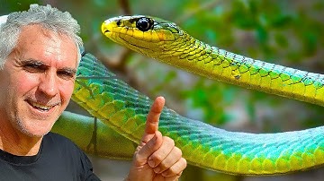 Unveiling The GREEN Tree Snake: Habits And Habitat