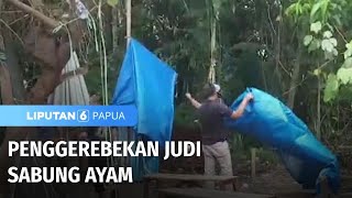 Penggerebekan Judi Sabung Ayam | Liputan 6 Papua