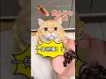 ミミちゃんが何度も止めてきた茅👀🤔🙀#猫 #ドラマ #お笑い #ファミリーコメディ #shorts  #comedyのサムネイル