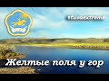 ЖЕЛТЫЕ ЦВЕТЫ У ГОР | РЕСПУБЛИКА ТЫВА | РОМАН ДОБРОВОЛЬСКИЙ | TUVA EXTREME | ПРИРОДА ТУВЫ