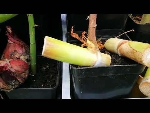Wideo: Czy możesz uprawiać trzcinę cukrową w doniczkach – jak uprawiać doniczkowe rośliny trzciny cukrowej