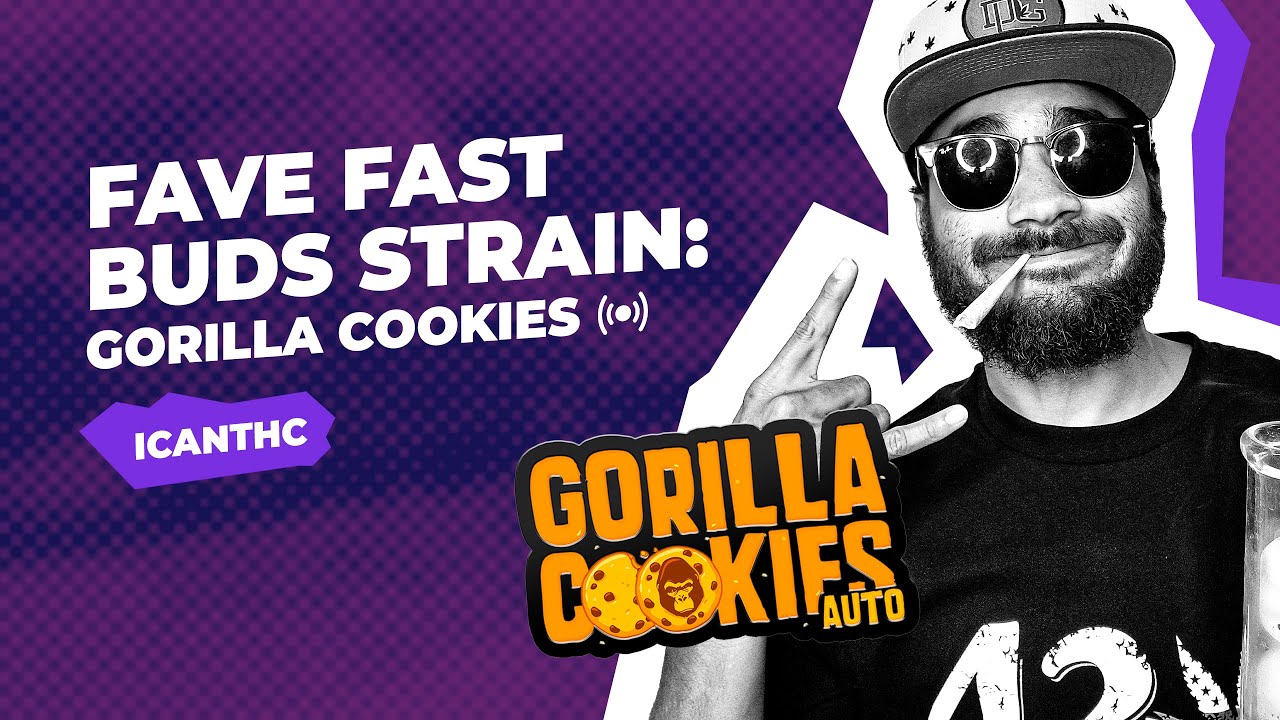 Favourite Fast Buds Strain: Gorilla cookies   | @iCanTHC