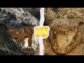 Alligator vs crocodile  qui est le roi des crocodiliens