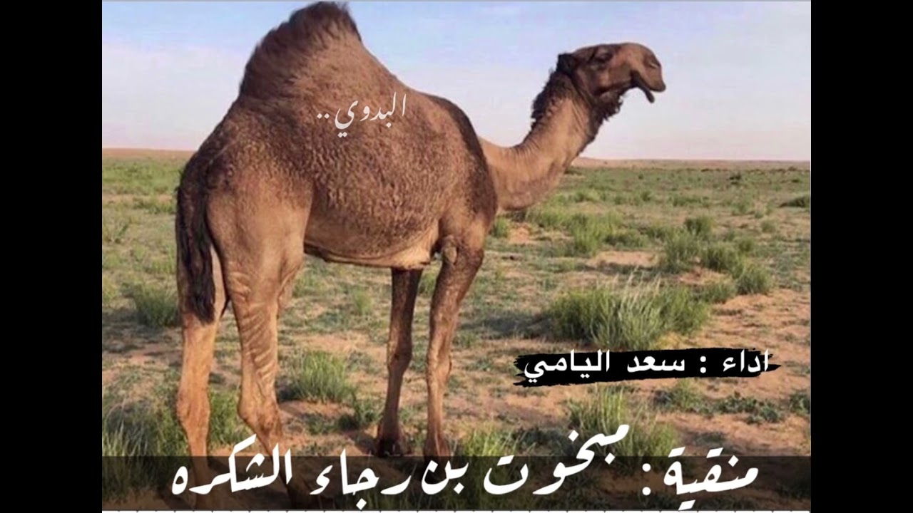 منقية : مبخوت بن رجاء الشكره الدوسري  -  اداء : سعد اليامي