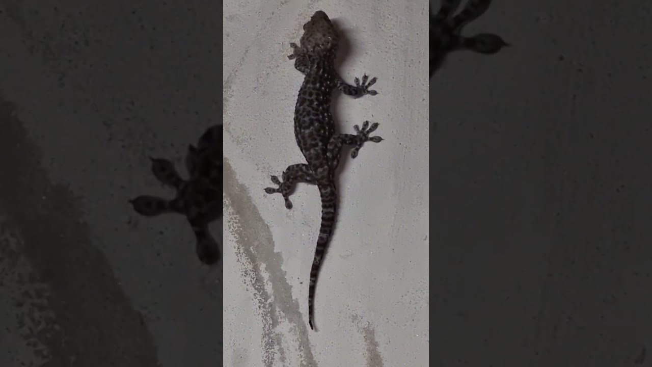 ตุ๊กแกตัวโตๆออกหากินแมงเม่า#animals