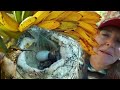 Hummingbird Nest on Bananas has Babies Feeding EASY Recipe Brings 1000s of Migrating Birds to Garden