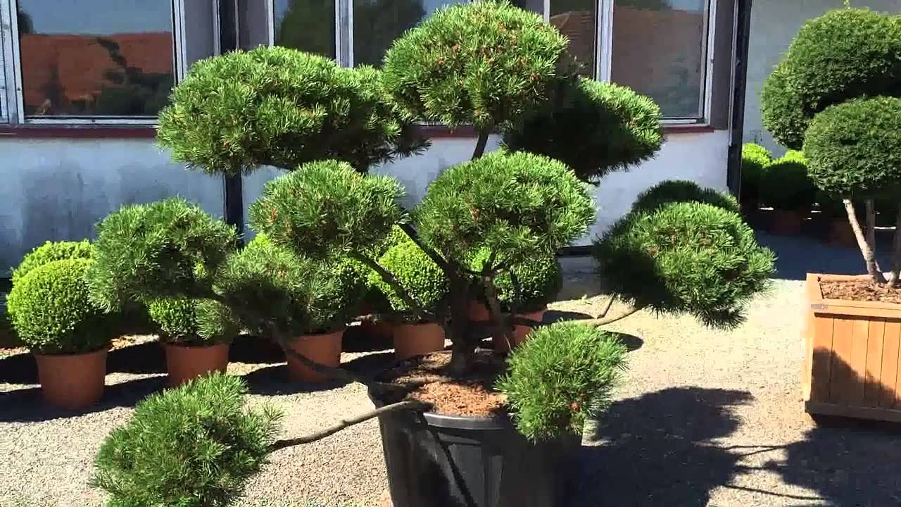 Borovice kleč - Pinus mugo mughus - YouTube