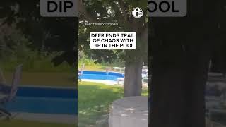 Deer Jumps Into Backyard Pool After Jumping Through Window Of Home, Leaving Path Of Destruction